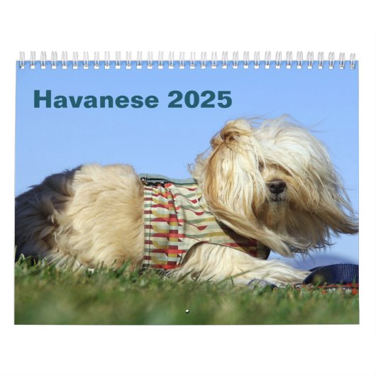 2025 Havanese Muurkalender Kalender (Hoes)