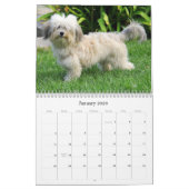 2025 Havanese Muurkalender Kalender (Jan 2026)