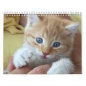 2025 Heerlijke Oranje katten Kalender (Hoes)