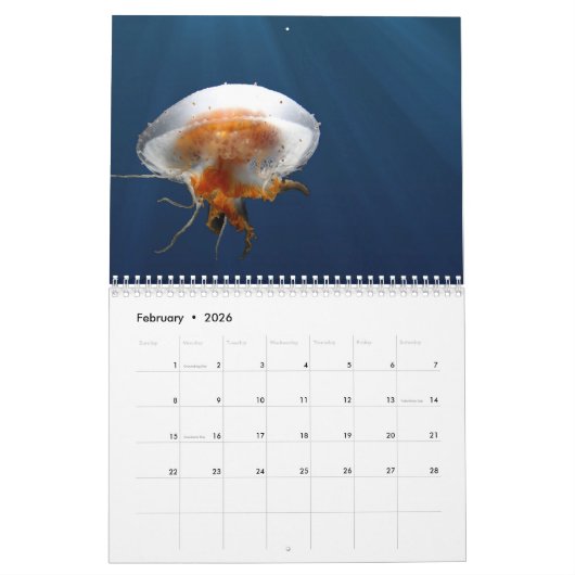 2025 Jellyfish Kalender (Feb 2026)