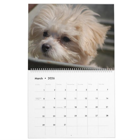 2025 Maltipoo Maltese puppy Kalender (Mar 2026)