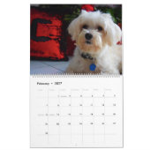 2025 Maltipoo Maltese puppy Kalender (Feb 2027)