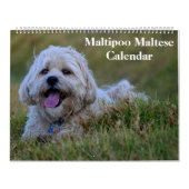 2025 Maltipoo Maltese puppy Kalender (Hoes)