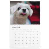2025 Maltipoo Maltese puppy Kalender (Jan 2026)