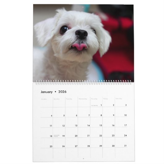 2025 Maltipoo Maltese puppy Kalender (Jan 2026)