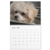 2025 Maltipoo Maltese puppy Kalender (Mar 2027)