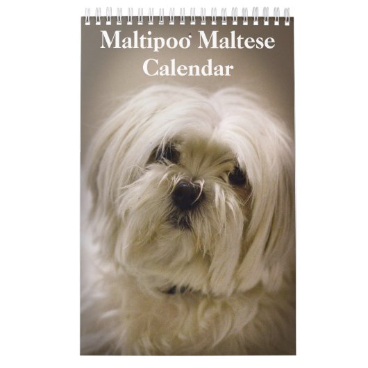 2025 Maltipoo Maltese puppy Kalender (Hoes)