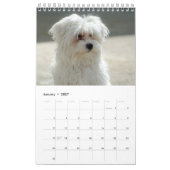 2025 Maltipoo Maltese puppy Kalender (Jan 2027)