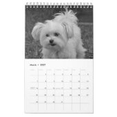 2025 Maltipoo Maltese puppy Kalender (Mar 2027)