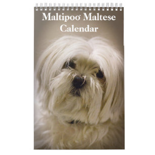 2025 Maltipoo Maltese puppy Kalender