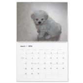 2025 Maltipoo Maltese puppy Kalender (Mar 2026)