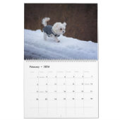 2025 Maltipoo Maltese puppy Kalender (Feb 2026)