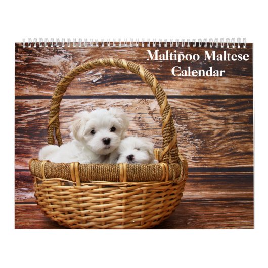 2025 Maltipoo Maltese puppy Kalender (Hoes)