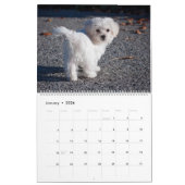 2025 Maltipoo Maltese puppy Kalender (Jan 2026)