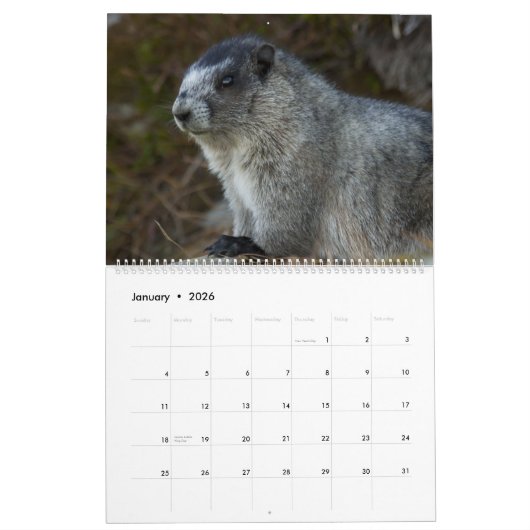 2025 Marmots Kalender (Jan 2026)