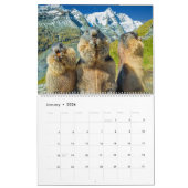2025 Marmots Kalender (Jan 2026)