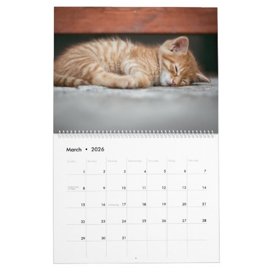 2025 Oranje Tabby Katten en Kittens Kalender Schat (Mar 2026)