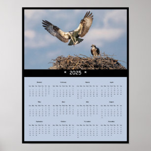 2025 Osprey Wandkalender Poster