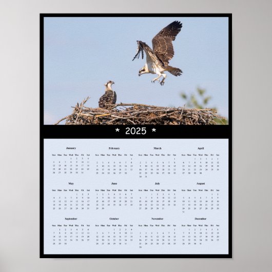 2025 Osprey Wandkalender Poster (Voorkant)