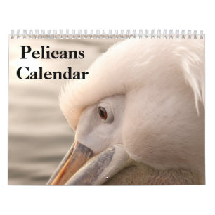 2025 Pelikanen Vogelkalender Kalender