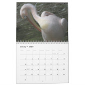 2025 Pelikanen Vogelkalender Kalender (Jan 2027)