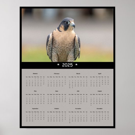 2025 Peregrine Falcon Calendar Poster (Voorkant)