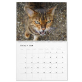 2025 Prachtige Bengaalse katten Kalender (Jan 2026)