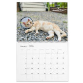 2025 Precious Paws Kalender (Jan 2026)