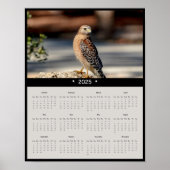 2025 Rood Schouderblad Hawk Wandkalender Poster (Voorkant)