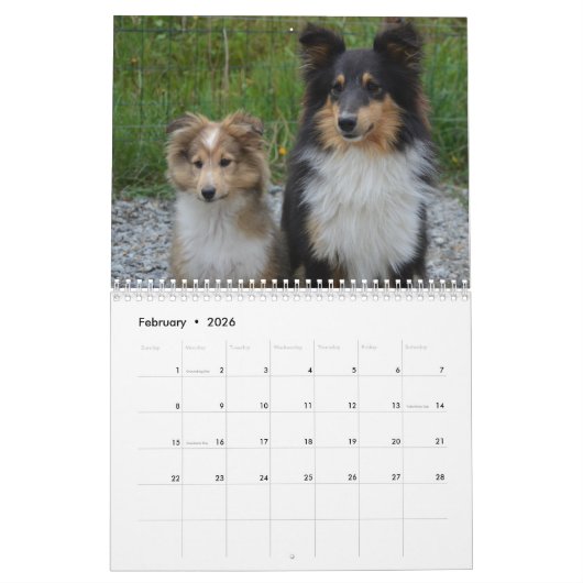 2025 Shetland Sheepdog Kalender (Feb 2026)