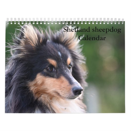 2025 Shetland Sheepdog Kalender (Hoes)
