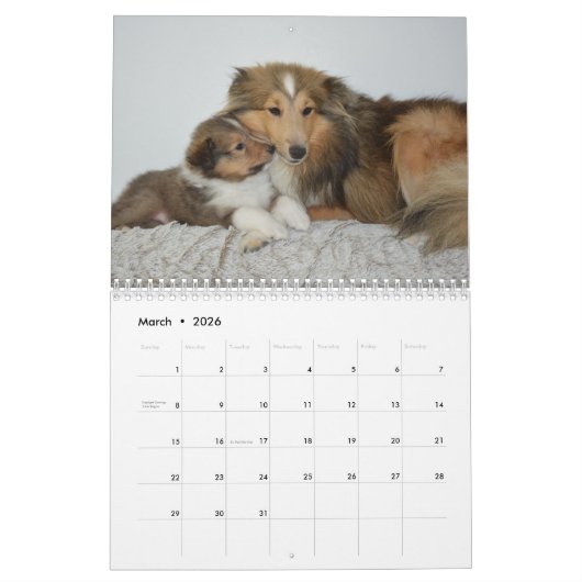 2025 Shetland Sheepdog Kalender (Mar 2026)