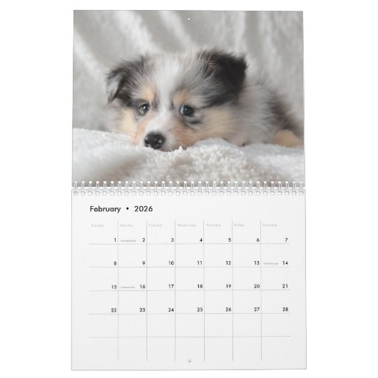 2025 Shetland Sheepdog Kalender (Feb 2026)