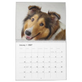 2025 Shetland Sheepdog Kalender (Jan 2027)