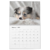 2025 Shetland Sheepdog Kalender (Feb 2027)