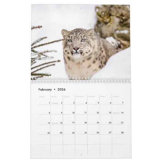 2025 Sneeuwluipaard Kalender (Feb 2026)