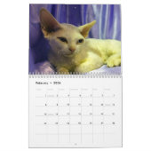 2025 Sphynx Kitten Kalender (Feb 2026)