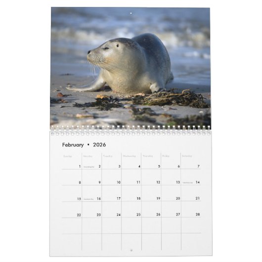 2025 Zee Lion Seals Kalender (Feb 2026)