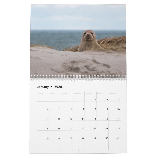 2025 Zee Lion Seals Kalender (Jan 2026)