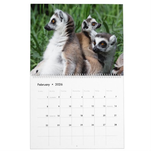 2025 Zoete ringstaartmaki's Kalender (Feb 2026)