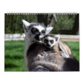 2025 Zoete ringstaartmaki's Kalender (Hoes)