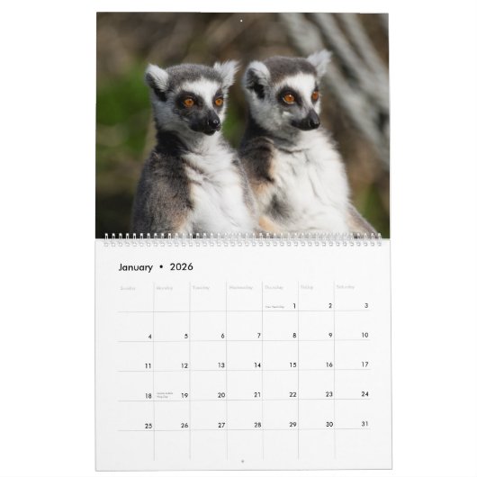 2025 Zoete ringstaartmaki's Kalender (Jan 2026)