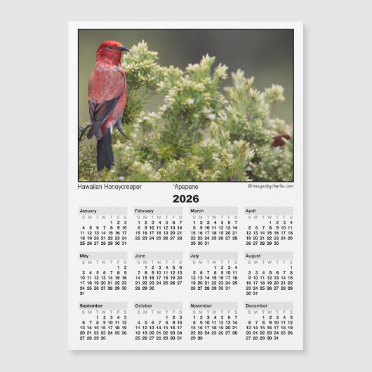 2026 5x7 Magnet Calendar Apapane Hawaiian Bird (Voorkant)