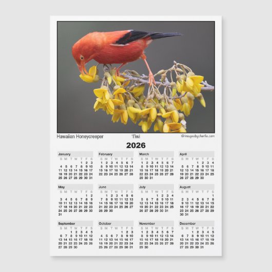 2026 5x7 Magnet Calendar Iiwi Hawaiian Bird (Voorkant)