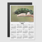 2026 5x7 Magnet Calendar Jackson Chameleon (Voorkant / Achterkant)