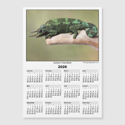 2026 5x7 Magnet Calendar Jackson Chameleon (Voorkant)