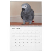 2026 Afrikaanse grijze papegaaienkalender Kalender (Mar 2026)