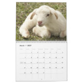 2026 Baby Schaap Lam Kalender (Mar 2027)