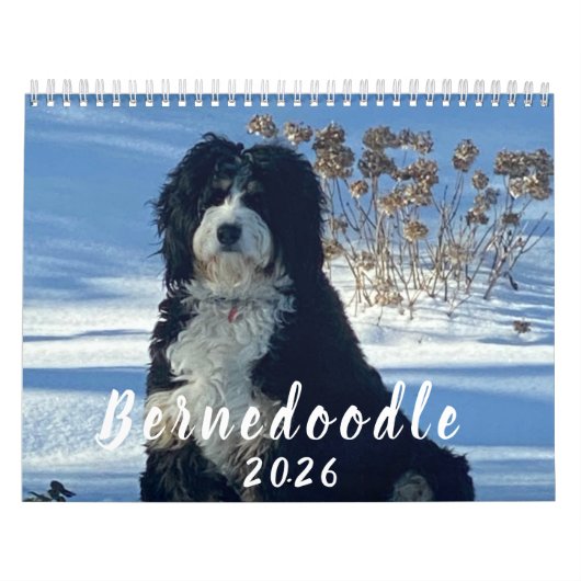 2026 Bernedoodle foto kalender (Hoes)