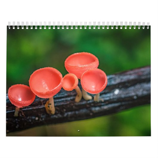 2026 Betoverde Paddenstoel Foto Kalender (Hoes)